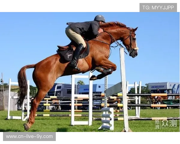 武汉乒乓球队逆袭之旅揭秘世界锦标赛背后的奋斗与荣耀